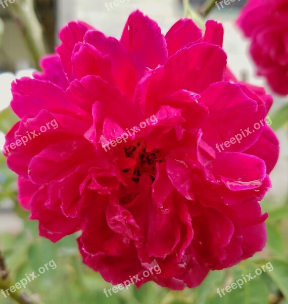 Rose Magenta Red Bloom Close-up