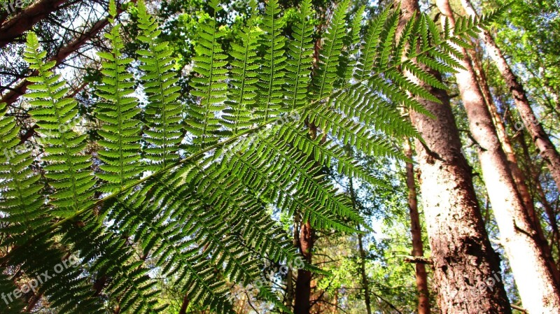 Fern Forest Tree Land Shearling