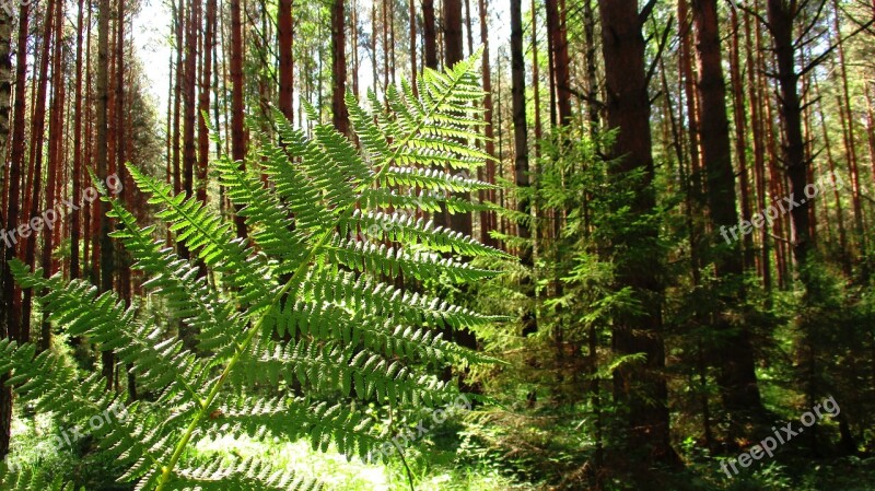 Fern Forest Tree Land Shearling