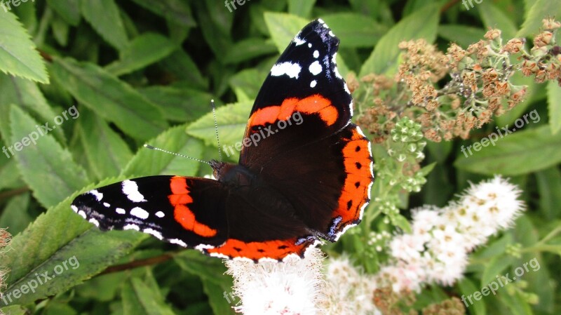 Butterfly Atalanta Admiral Insects Beautiful