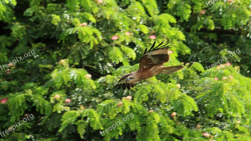 Kite Black Brown Flight Freedom