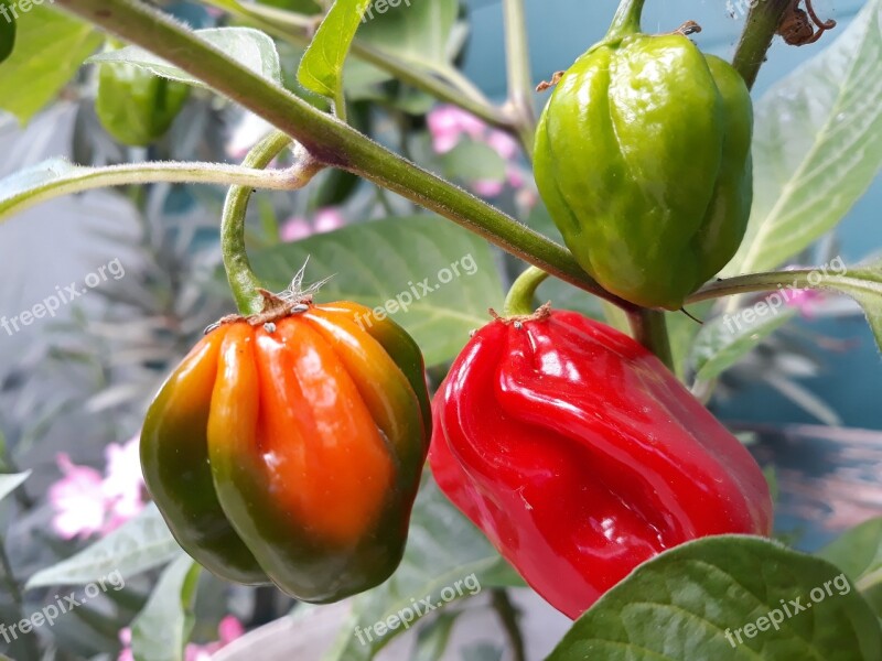 Paprika Vegetables Red Green Food