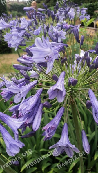 England Out Violet Bells Lilac