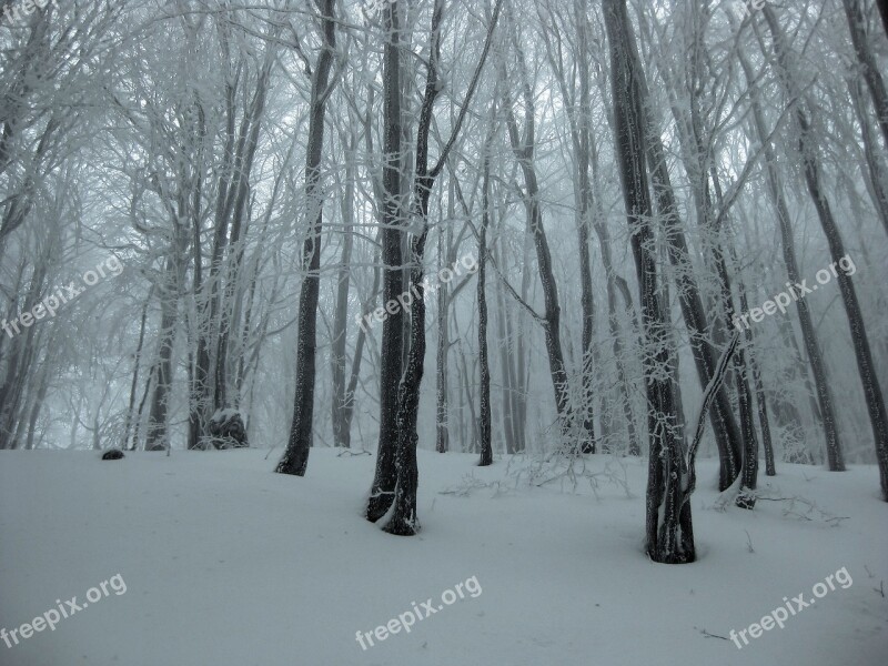 Winter Frost Snow Forest Tree