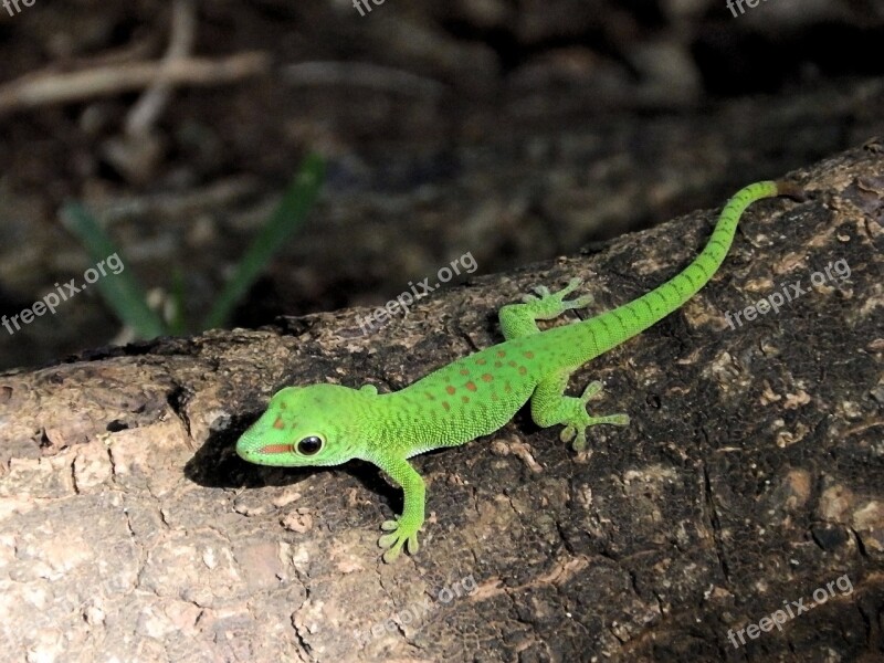 The Lizard Gad Green Dragon Mauritius