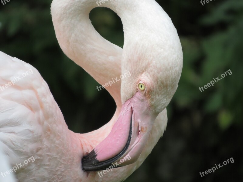 Animals Bird Flamingo Beak Pink