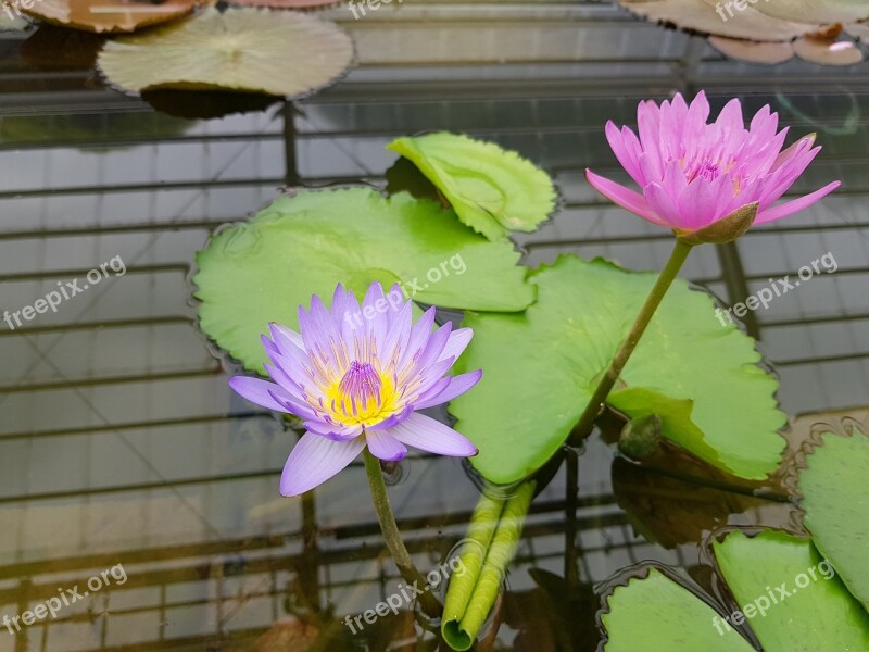 Lotus Water Lilies Garden Free Photos