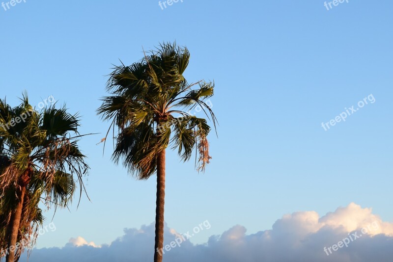 Malibu Palm Trees Sky Beach Palm