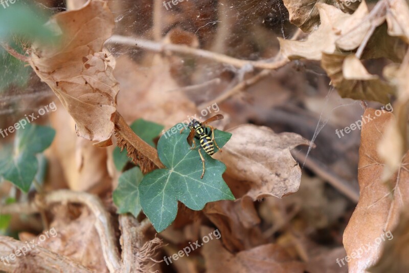 Osa Ivy Nature Close-up Insects