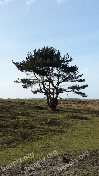 Tree Only Nature Landscape Lonely