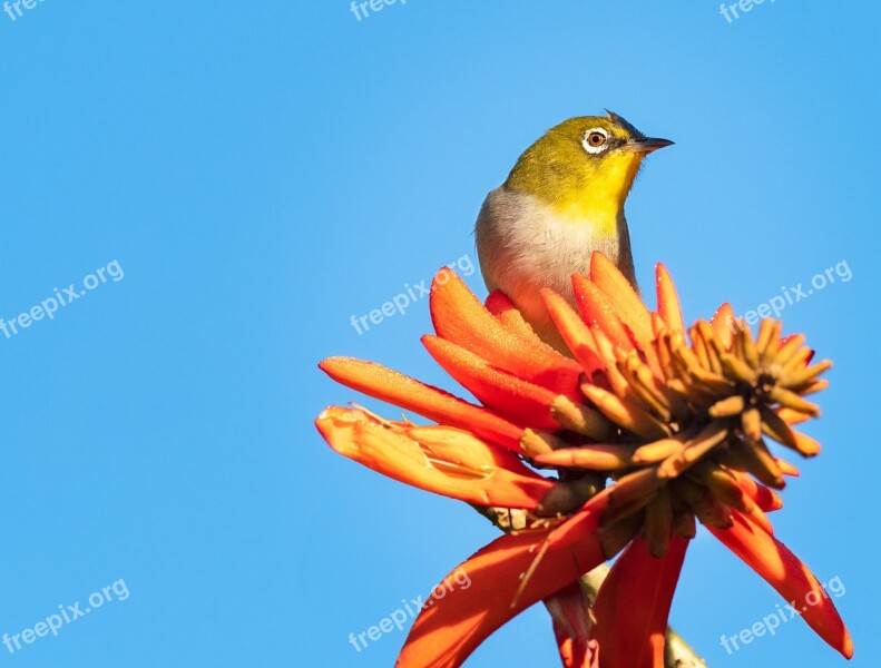 Cape White-eye Bird Avian Nature Wildlife