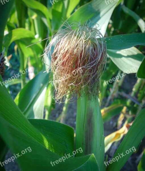 Corn Corn On The Cob Cornfield Green Immature