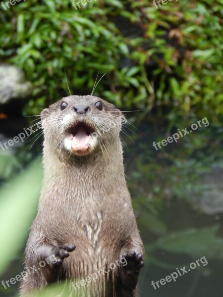 Otter Animal Cute Wild Zoo