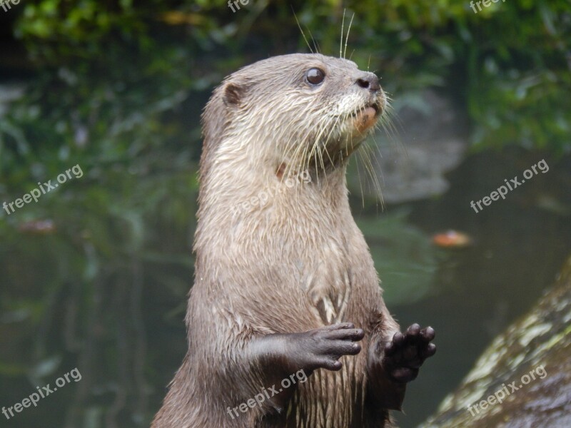 Otter Animal Cute Wild Zoo