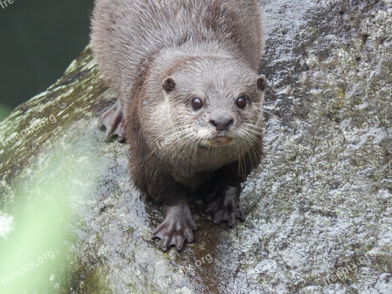 Otter Animal Cute Wild Zoo