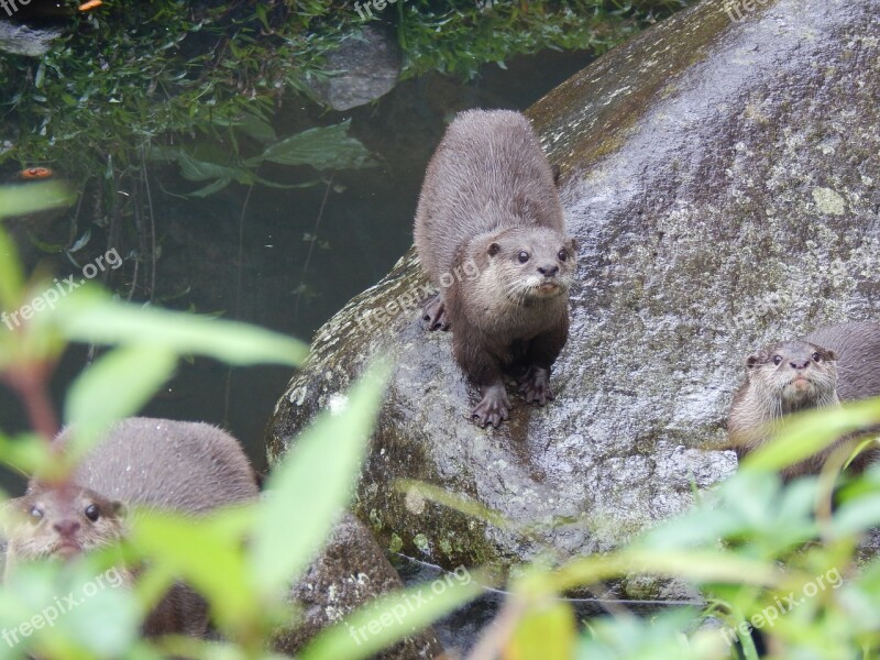 Otter Animal Cute Wild Zoo