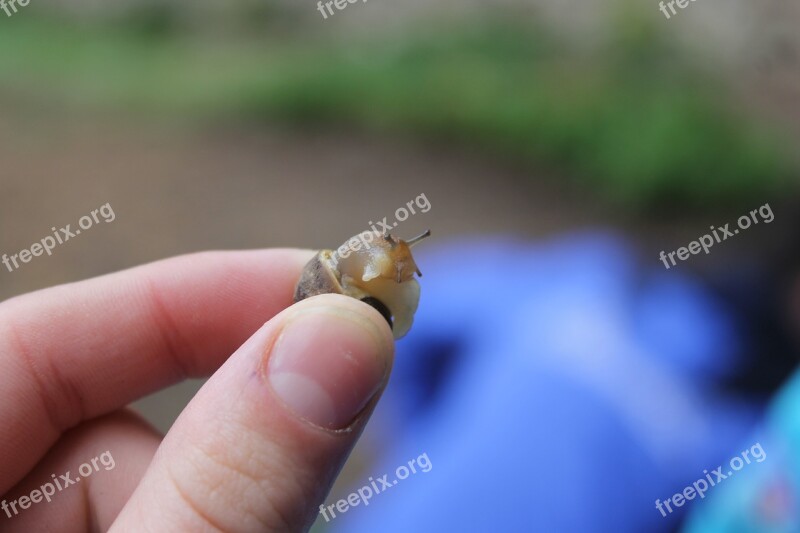 Snail Macro Photography Nature Summer Flower