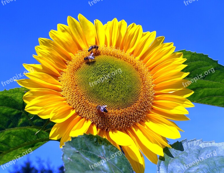 Sunflower Bumblebees Flower Free Photos