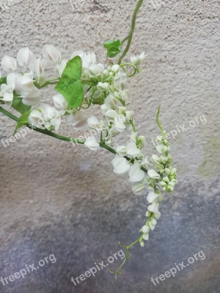 Cute White Bulbs Tiny Flowers Wall Cement Wall