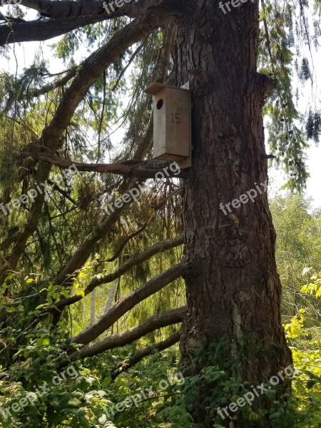 Birdhouse Tree Forest Free Photos