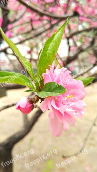 Peach Peach Blossom Flower Plant Pink