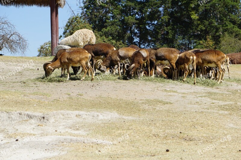 Mouflon Safari Africam Animals Nature