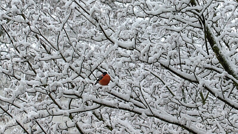 Winter Snow Background Bird Red