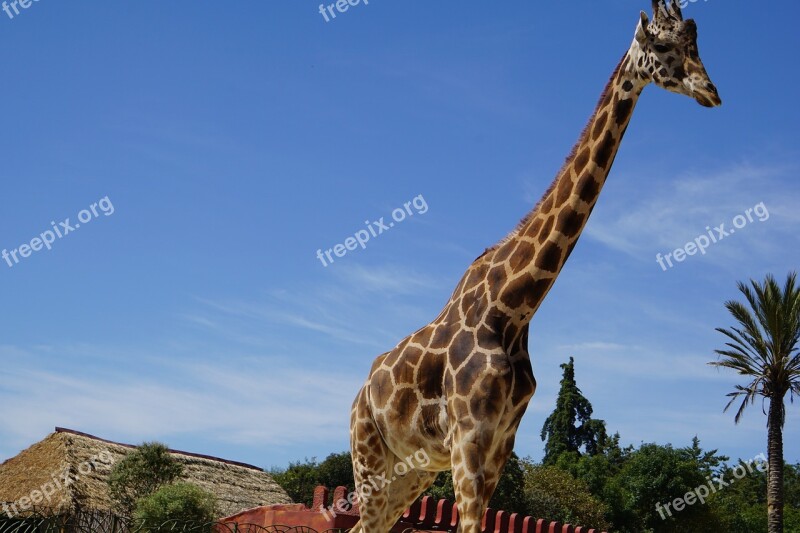 Giraffe Animal Animals Africa Zoo