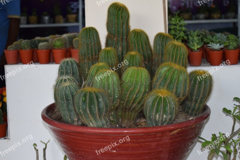 Cactus Plant Houseplant Nature Green