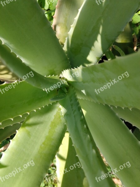 Plant Green Aloe Vera Heallty Free Photos