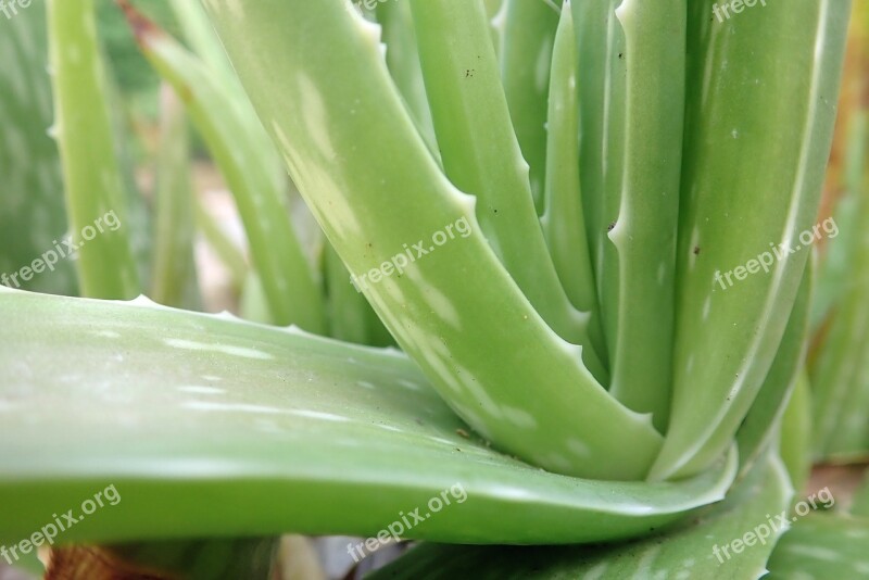 Aloe Vera Plant Aloe Leaves Nature