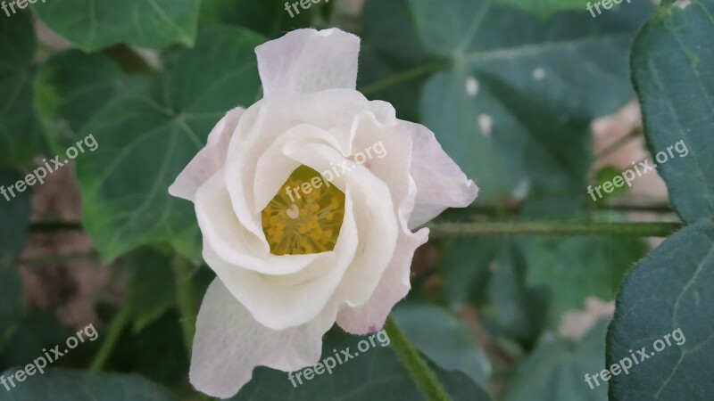 Cotton Flower Plant Free Photos