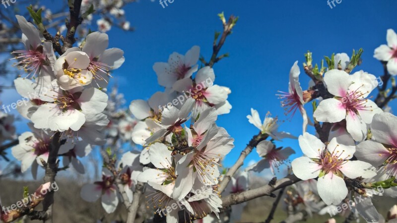 Spring Almond Sky Free Photos