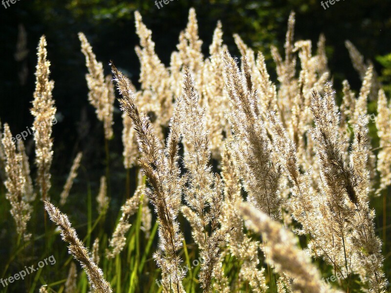 Dry Grass Nature Meadow Summer