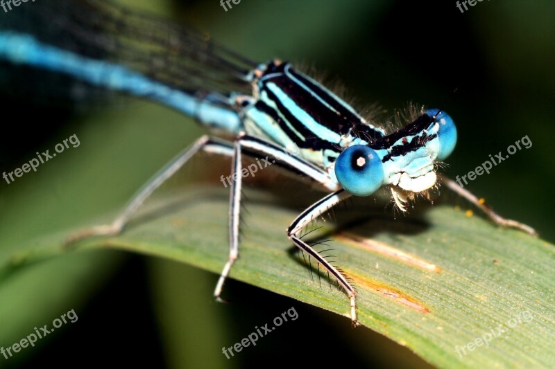 Ważka Insect Macro Blue Free Photos