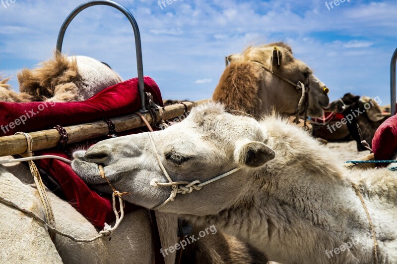 Camel White Animal Mammal Lama