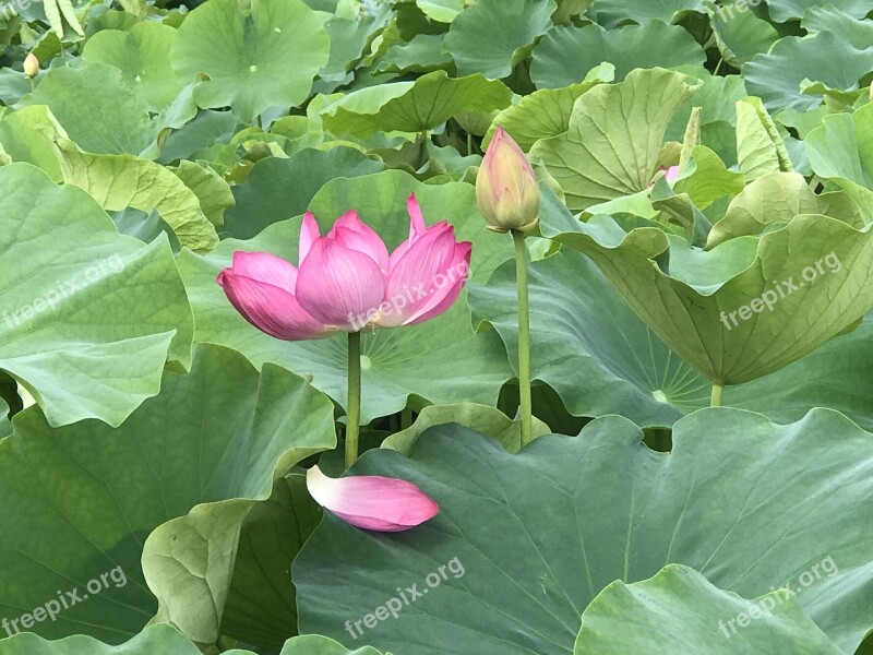 Kite Lotus Lotus Leaf Buddhism Nature