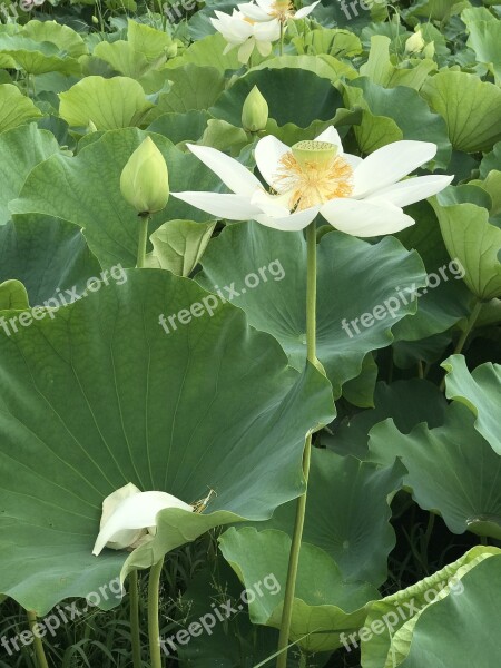 Kite Lotus Lotus Leaf Buddhism Nature