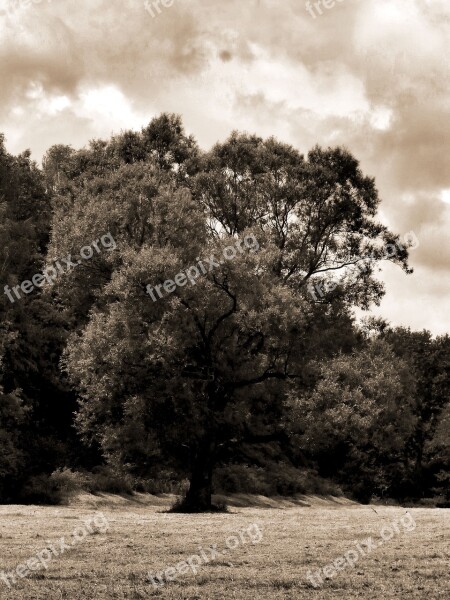 Tree Meadow Sepia Clouds Forest