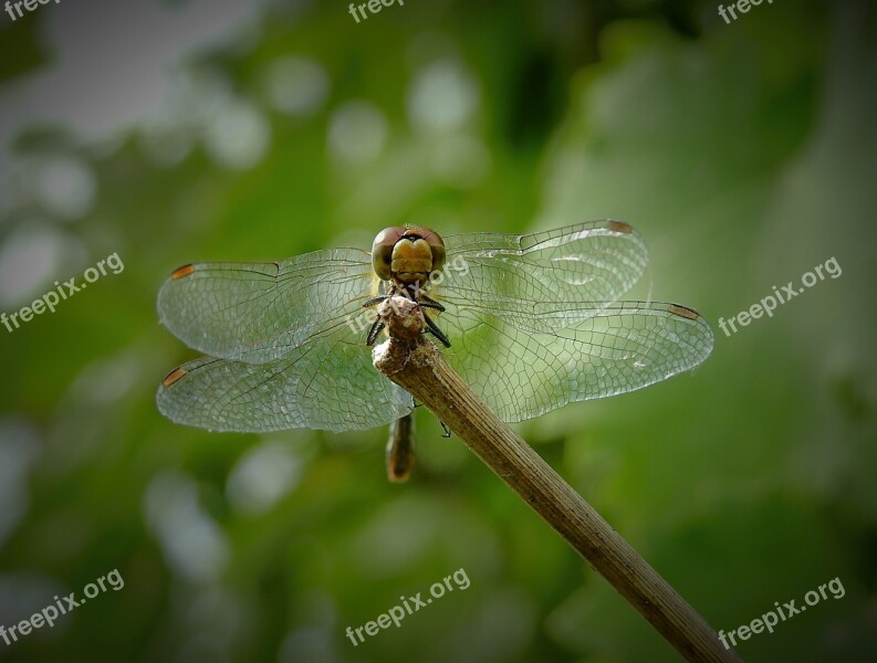 Ważka Insect Nature Wings Free Photos