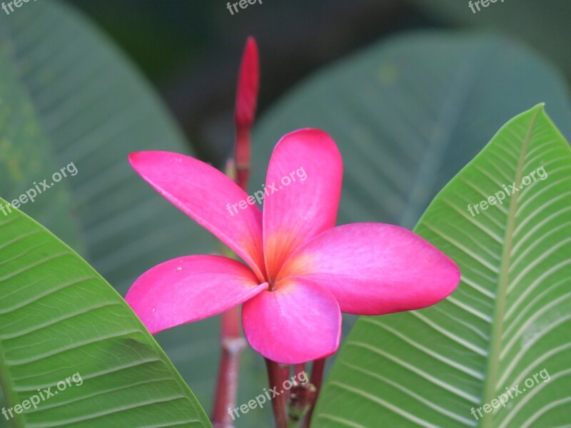 Flower Natural Summer Flowering Plant