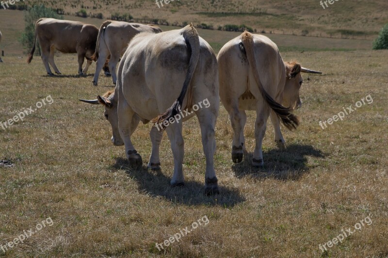 Lozere Cows Herd Pasture Breeding