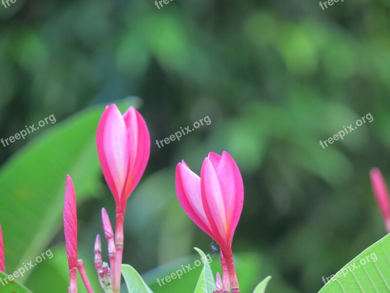 Flower Natural Summer Flowering Plant