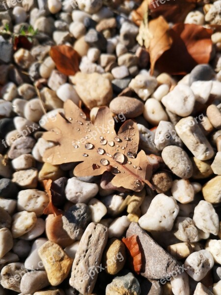 Stones Walking Path Dew Free Photos