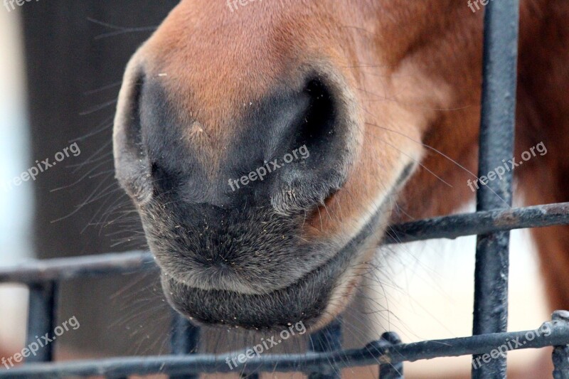 Horse Muzzle Horse The Nostrils Lips Brown Horse