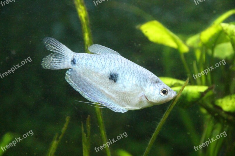 Gourami Small Fish Aquarium Tropical Blue Fish