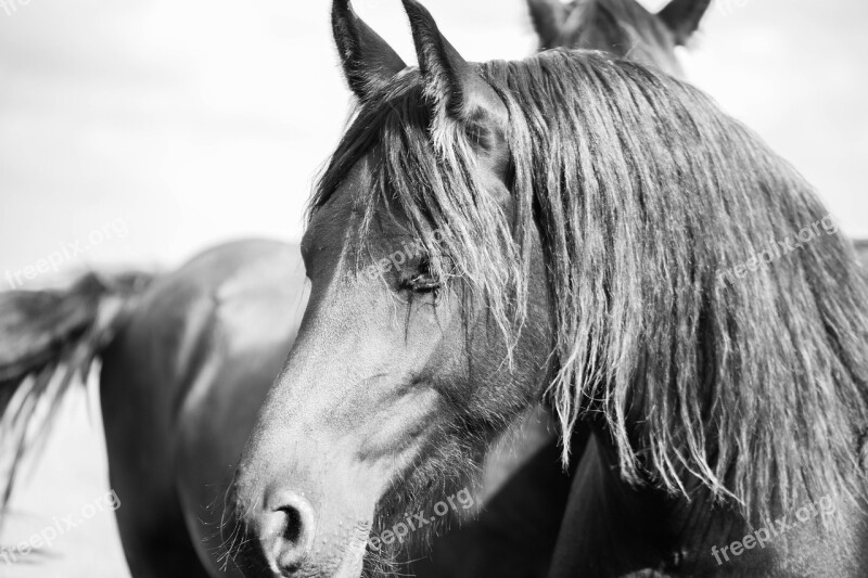 Horse Horsehead Friesian Horse Animal Horses