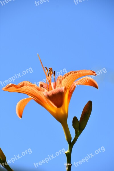 Day-lily Orange Blue Sky Flower