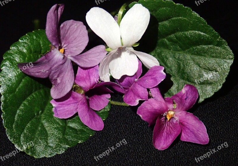 Violets Pink White Flowers Garden