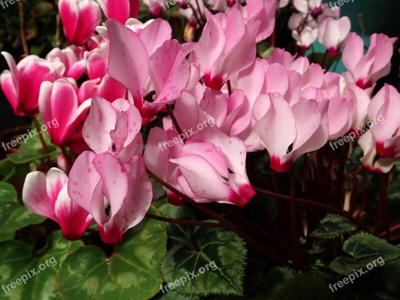 Cyclamen Flowers Garden Potted Plants